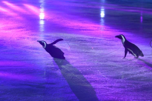 Чемпионат России по фигурному катанию в Челябинске открыли живые пингвины