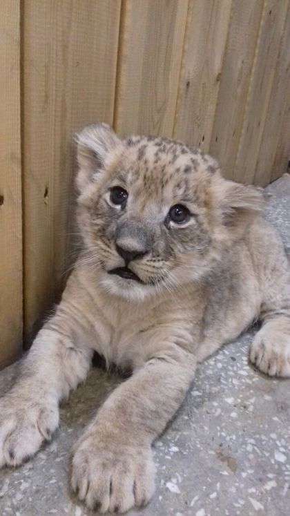 Леон и Саймон: родившимся в марте львятам екатеринбургского зоопарка дали имена