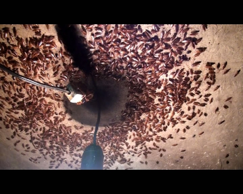 Жуткая антисанитария: на полигоне твердых бытовых отходов в Верхнепышминском районе задержали мигрантов