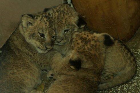 В Екатеринбургском зоопарке родились Вера, Надежда и Любовь