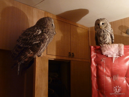 Житель Эльмаша устроил в квартире голубятню. Соседи пишут жалобы в полицию