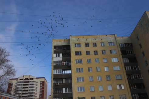 Житель Эльмаша устроил в квартире голубятню. Соседи пишут жалобы в полицию