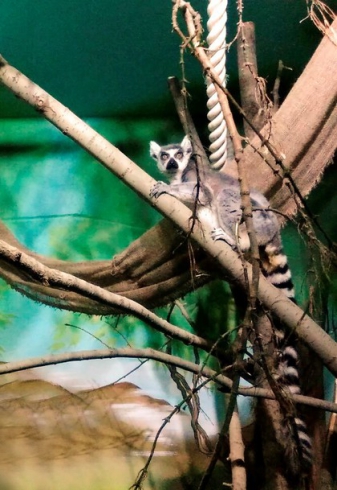 К 8 марта екатеринбуржцы выберут «Зоомисс» среди обитательниц зоопарка