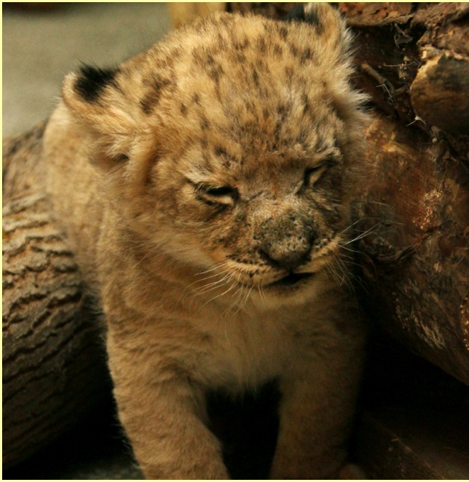 В Екатеринбургском зоопарке серьёзное пополнение