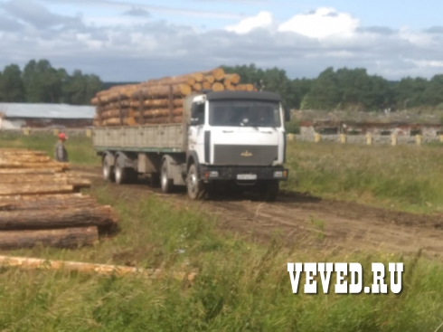 Лесорубы вновь начали валить лес у поселка под Екатеринбургом. Лесничество обратилось в полицию