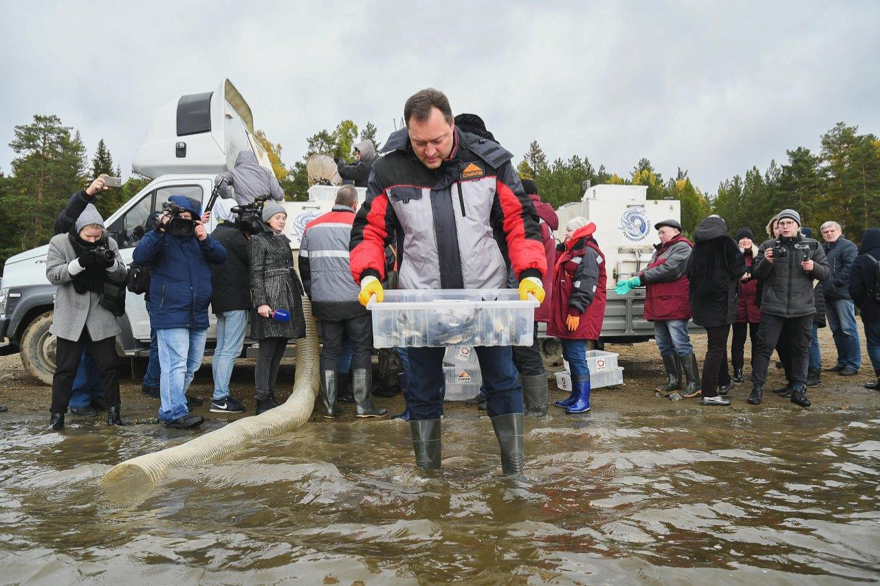 На десять тысяч толстолобиков пополнилось Новомариинское водохранилище в Ревде