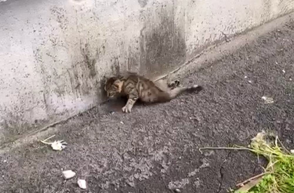 На двух котов-инвалидов выросло число подопечных екатеринбургского приюта «Клякса»