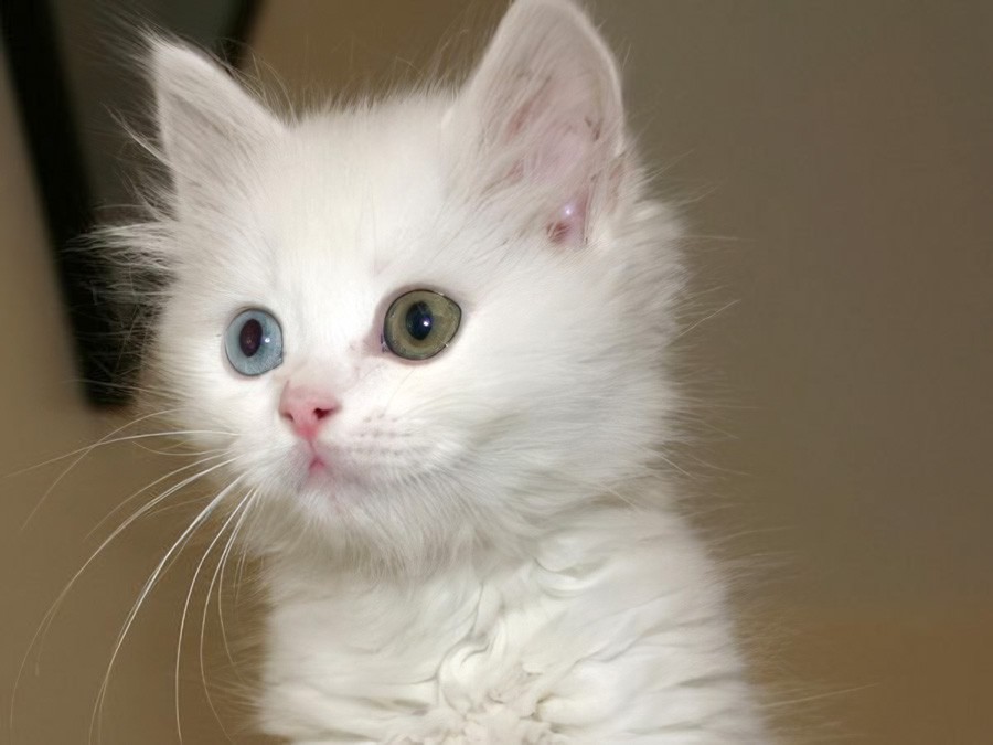 Два белых мальчика из сумки ищут кров в Екатеринбурге